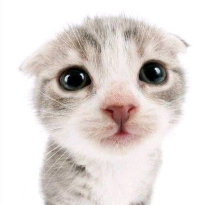 Создать мем: милый котик мем, очаровательные котята, милые котики смешные