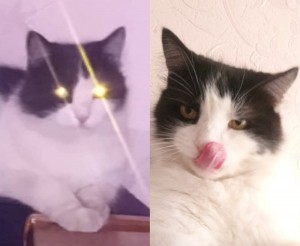 Create meme: cat, cat, white cat
