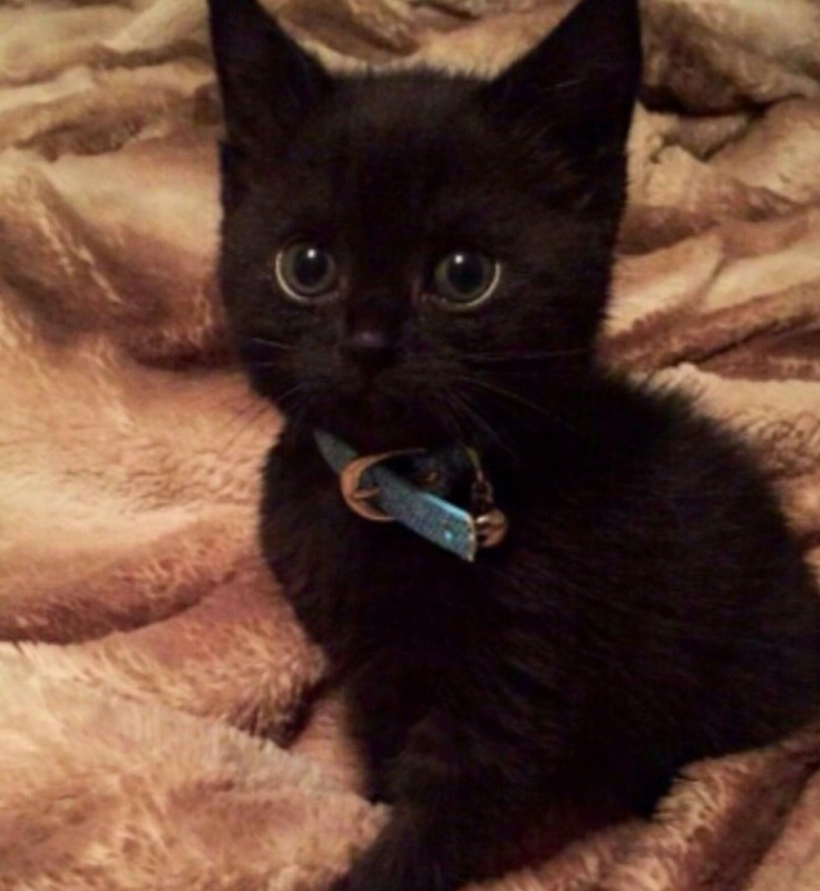 Create meme: black cat , black British kitten, black cat 