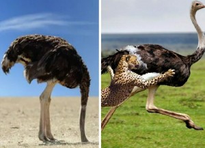 Create meme: African ostrich, bird ostrich, ostriches