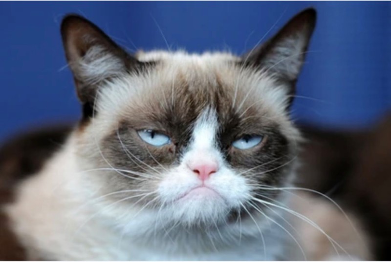 Create meme: angry cat , grumpy cat breed, grumpy cat 