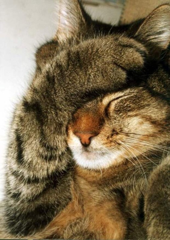 Создать мем: кот прикрывает лапой морду, кот морда, спящие коты смешные