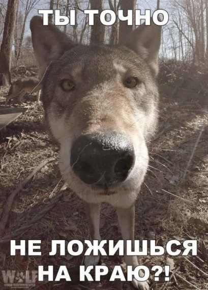Create meme: grey wolf , wolf , memes 