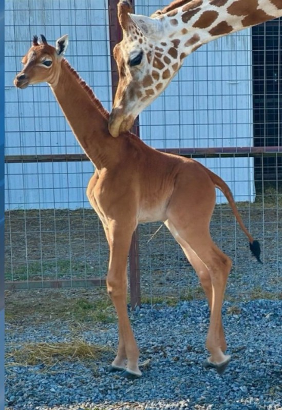 Создать мем: жираф животное, ростовский зоопарк жираф, фотографии жирафа