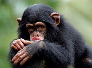 Create meme: chimpanzee, chimpanzees, chimpanzee