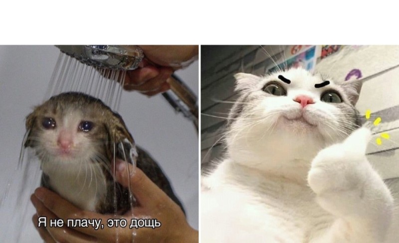 Создать мем: плачущий кот, кот плачет, кот плачет мем