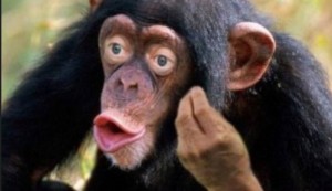 Create meme: chimpanzees common, chimpanzees, chimpanzee