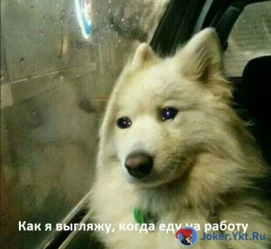 Create meme: meme, sad dog in the car meme, The Samoyed