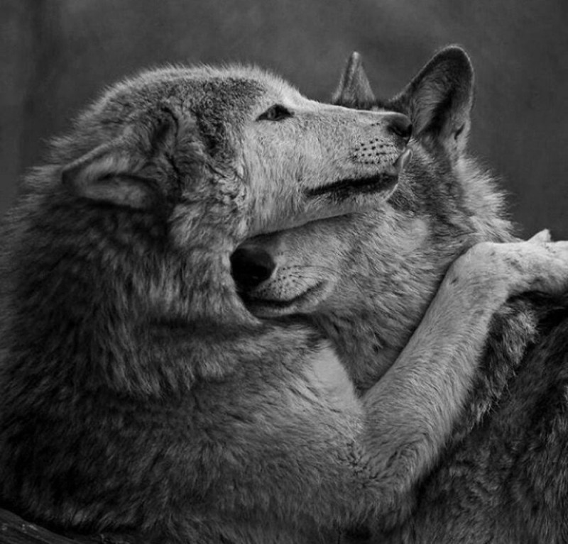 Create meme: the wolf and the wolf love, wolves couple, a pair of wolves