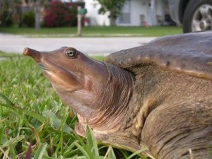 Create meme: soft-shelled turtles, the Softshell turtle, big soft-shelled turtle
