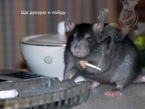 Создать мем: кайфую крыса, крысы с сигаретой, крыса мем
