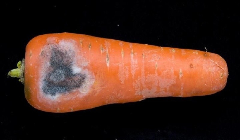 Создать мем: фомоз моркови, морковная муха, альтернариоз моркови черная гниль