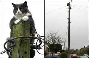 Create meme: playful cat, the court charged the cat, electrician on the pole cats