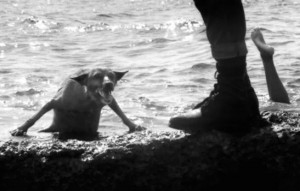 Создать мем: хозяин жизни демотиватор, собака на пляже, фотограф собака на море черно белая