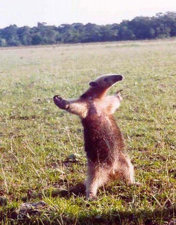 Create meme: anteaters, an anteater on its hind legs, anteater in a protective stance