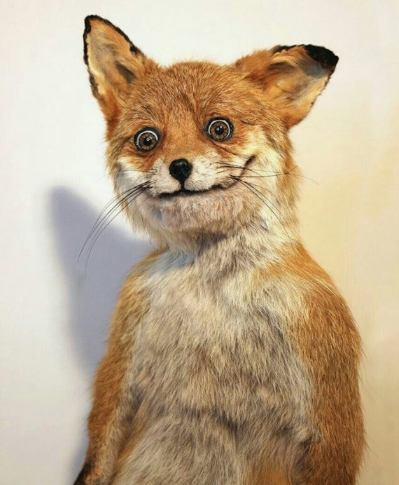 Create meme: Fox meme, mad fox, stuffed fox