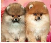 Create meme: mini pomeranian, Pomeranian dwarf Spitz, Spitz 