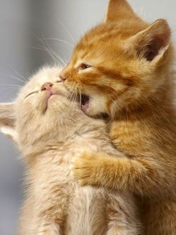 Create meme: cat is an animal, kissing cats, I love you kitten