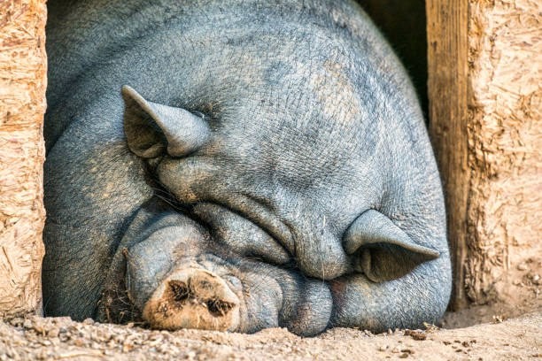 Create meme: big pig, Vietnamese pot-bellied pig, fat pig