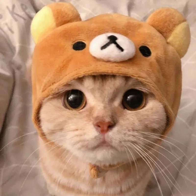 Создать мем: кот в шапке, милые кошки, милые котики в шапочках
