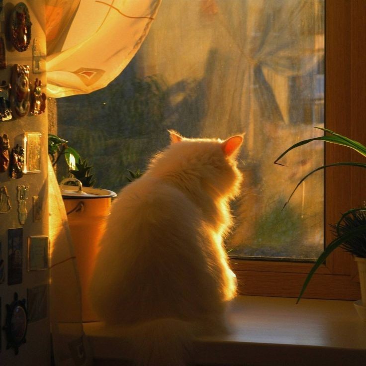 Create meme: on the window, cats , cat 