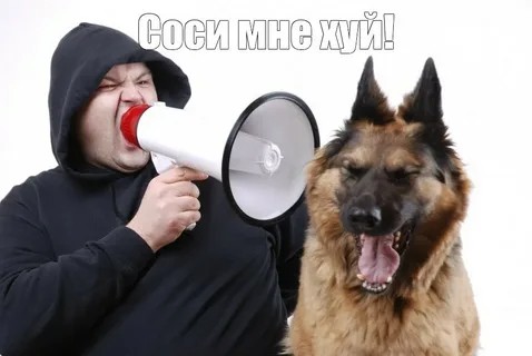 Create meme: a dog with a microphone, A dog with a mouthpiece, dog training 