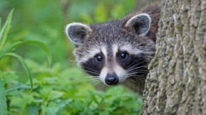 Create meme: mini raccoons, raccoon, raccoon on a headband