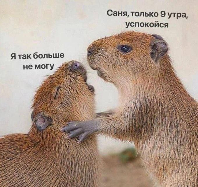 Create meme: capybara memes, capybara meme, funny capybara