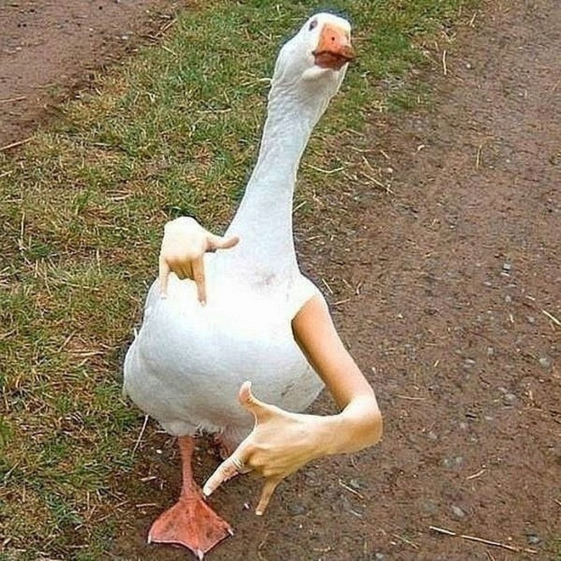 Create meme: stoned a goose, cool goose, goose with hands