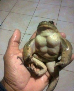 Create meme: frog, inflated frog, hold the toad