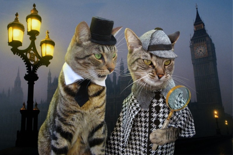 Create meme: the cat sherlock holmes, sherlock the cat, a cat in a tuxedo