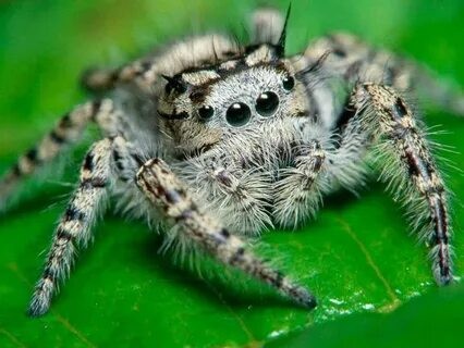 Создать мем: паук скакун самка, пауки маленькие, мохнатый паук