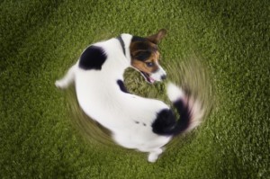 Create meme: picture a dog chasing its tail, the dog is chasing, Jack Russell