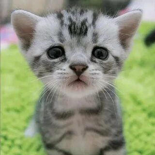 Create meme: cute cats , cute kittens , american shorthair kitten