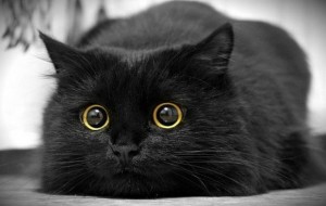 Создать мем: кошка, чёрная кошка, черный кот
