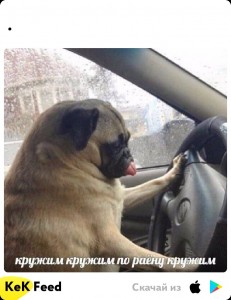 Create meme: Pug, Dog, dog driving meme