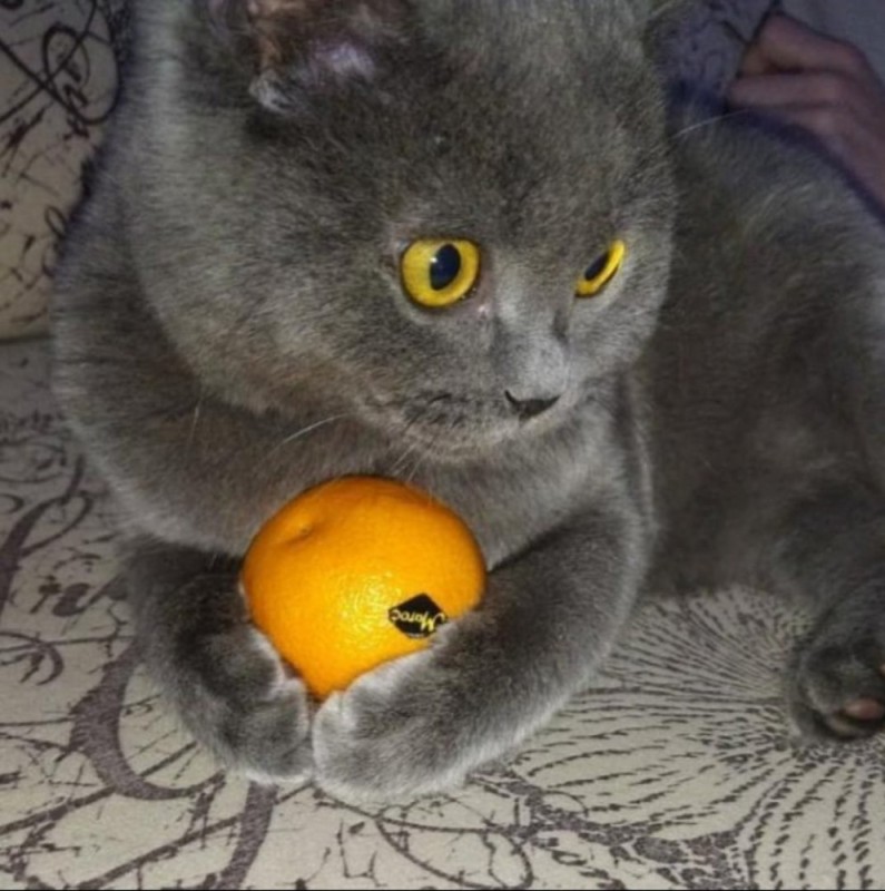 Create meme: cat orange, tangerine cat, cat British