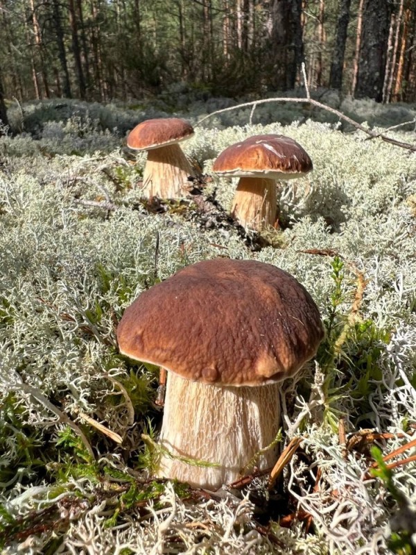 Создать мем: грибы карелии, грибные места, гриб боровик сосновый