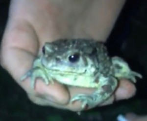 Создать мем: ля держи жабу, жаба, жаба в руках