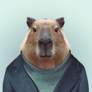 Create meme: capybara picture, capybaras, a pet capybara