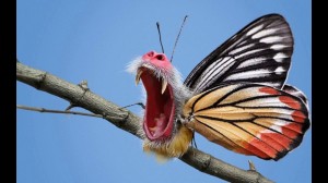 Create meme: beautiful butterflies, butterfly
