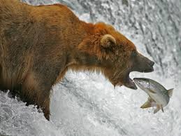 Create meme: brown bear, the bear catches idosos Finland, brown bear with fish