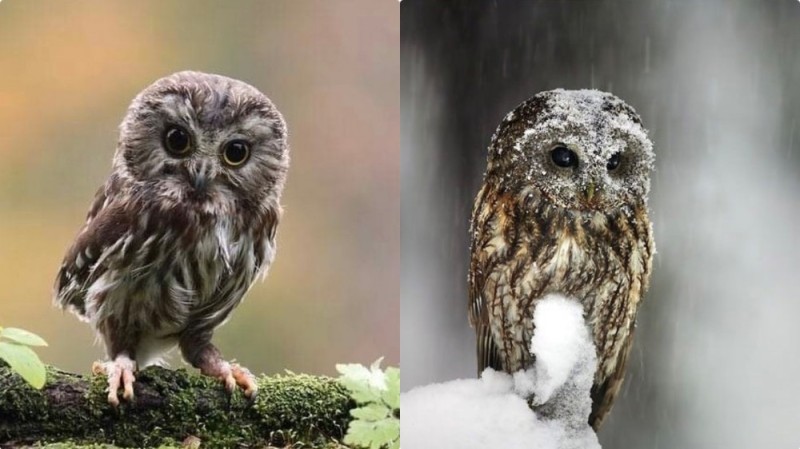 Create meme: little owls, The owl is small, owl 