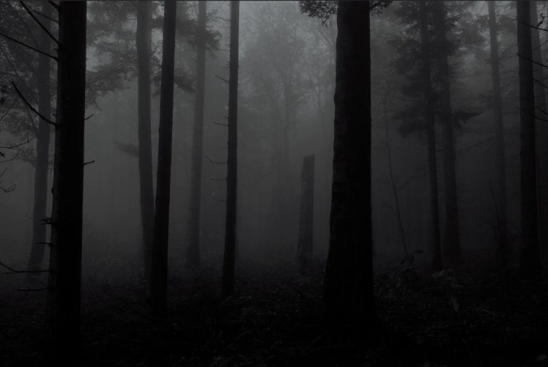 Create meme: dark misty forest, foggy forest, mystical forest