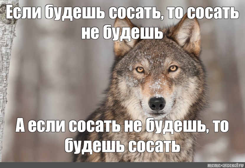 Хочу отсосать бывшему. Если волк молчит лучше его. Если волк молчит. Волк не волк если волк. Волк из мемов.