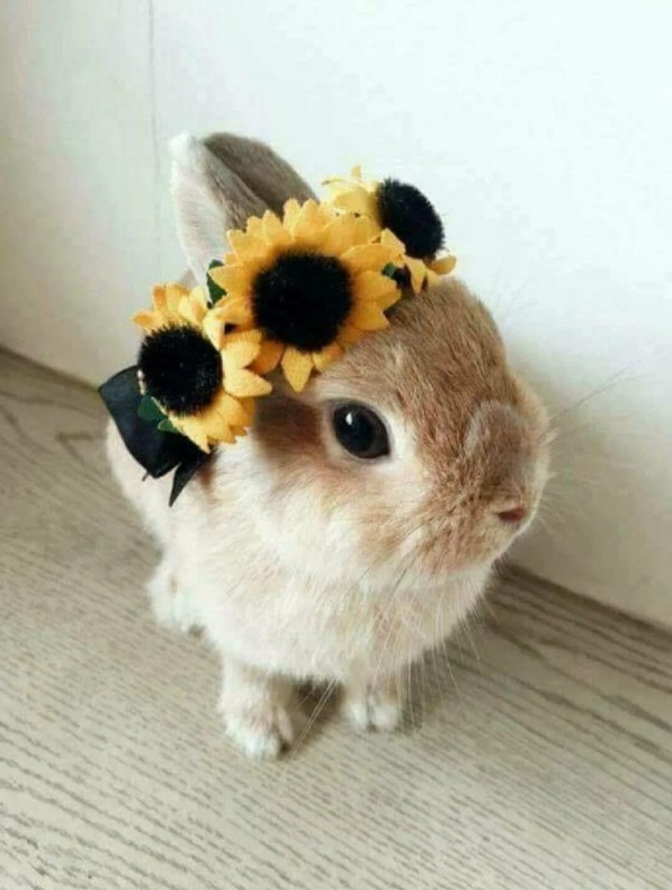 Create meme: the cute animals , beautiful rabbits, cute little animals
