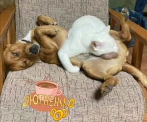 Create meme: funny cats and dogs, brazen dog, funny animals