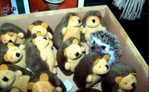 Create meme: soft, hedgehog, soft toys