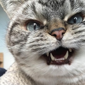 Create meme: toothy cat, the cat the vampire, evil cat