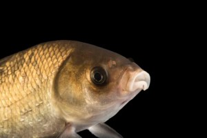 Create meme: bream, Fish, carp bream